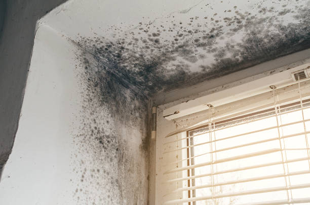 Affordable Basement Mold Remediation solutions in Blairs Mills, PA